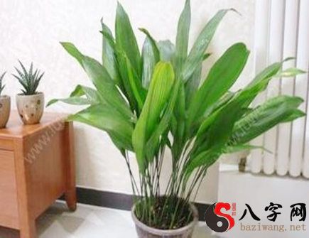 客厅进门处摆放什么植物好 客厅进门处摆放什么植物好