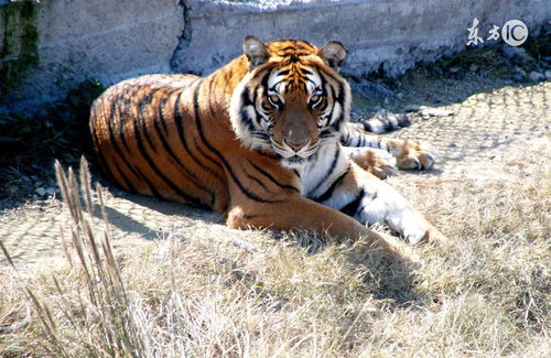 1986年属虎人2023年佩戴